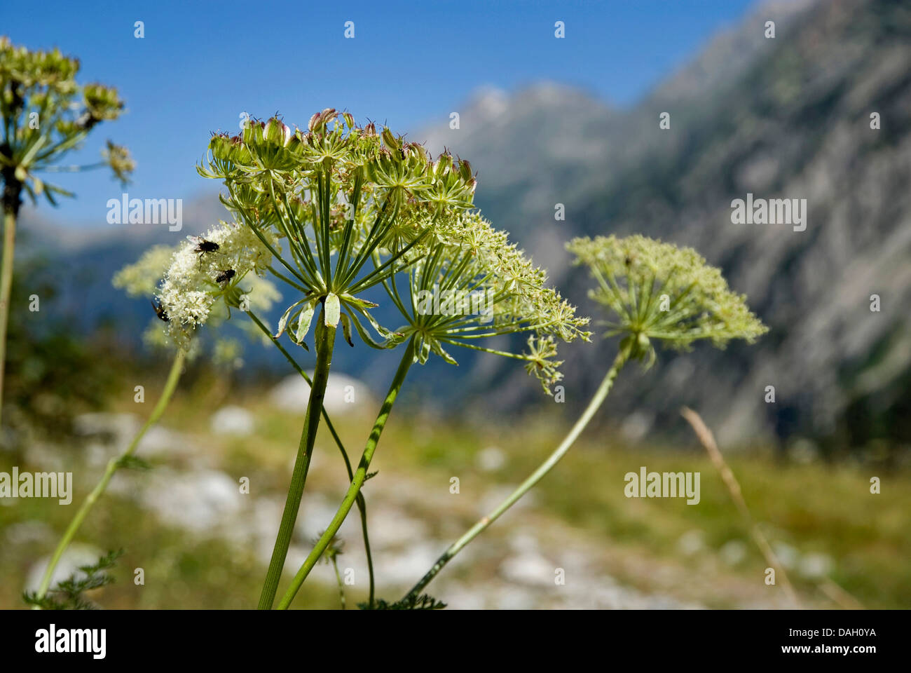 Haller`s Laserwort (Laserpitium halleri), blooming in a mountain meadow, Switzerland, Grimseltal Stock Photo